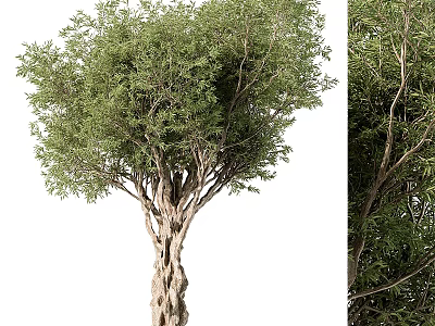 Lush Arbor with Textured Trunk and Dense Green Foliage in Natural Scene 3d model
