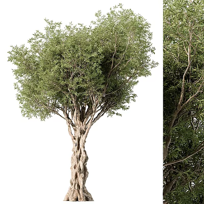 Lush Arbor with Textured Trunk and Dense Green Foliage in Natural Scene 3d model