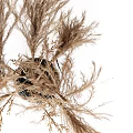 Dried Pampas Grass in Black Woven Vase for Modern Home Decoration