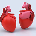 Human Chest Organ Heart Anatomical Structure Detailed Model With Arteries And Chambers