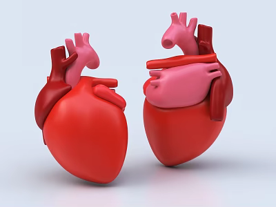 Human Chest Organ Heart Anatomical Structure Detailed Model With Arteries And Chambers 3d model