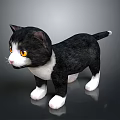 Cute Black and White Kitten With Yellow Eyes Standing On Gray Background