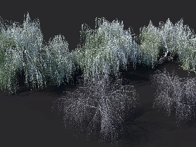 Weeping Willow Trees With Lush Green Foliage And Hanging Branches In Natural Cluster Formation 3d model