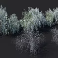 Weeping Willow Trees With Lush Green Foliage And Hanging Branches In Natural Cluster Formation