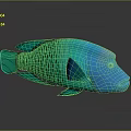 Vibrant Blue Green Aquatic Fish With Unique Scales Pattern And Detailed Body Structure