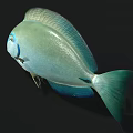 Turquoise Blue Fish With Shiny Scales Distinctive Eye Markings And Sleek Body Shape
