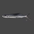 Dark Colored Fish With Wing Like Fins And Streamlined Body Structure 3d model