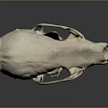 Detailed Animal Skull Organ Structure With Anatomical Features And 3D Rendered Texture