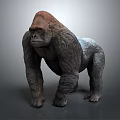 Realistic Gorilla 3D Model with Detailed Fur and Muscular Build on Gray Background