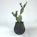 Green Potted Cactus Plant With Red Buds In Black Striped Vase For Indoor Decor