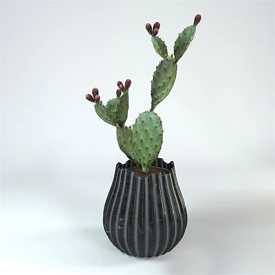 Green Potted Cactus Plant With Red Buds In Black Striped Vase For Indoor Decor 3d model