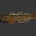 Orange Finned Brown Fish With Detailed Body Features Displayed On Gray Background