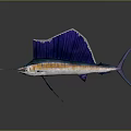 Vibrant Sailfish With Blue Dorsal Fin Orange Stripes And Long Bill
