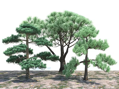 Multiple Tall Pine Trees With Lush Green Foliage And Branches On Ground 3d model