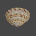 Intricate Natural Seashell With Spiral Pattern And Brown White Stripes