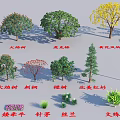 Diverse Arbor Tree Species Featuring Phoenix Flame Golden Trumpet And Coast Redwood