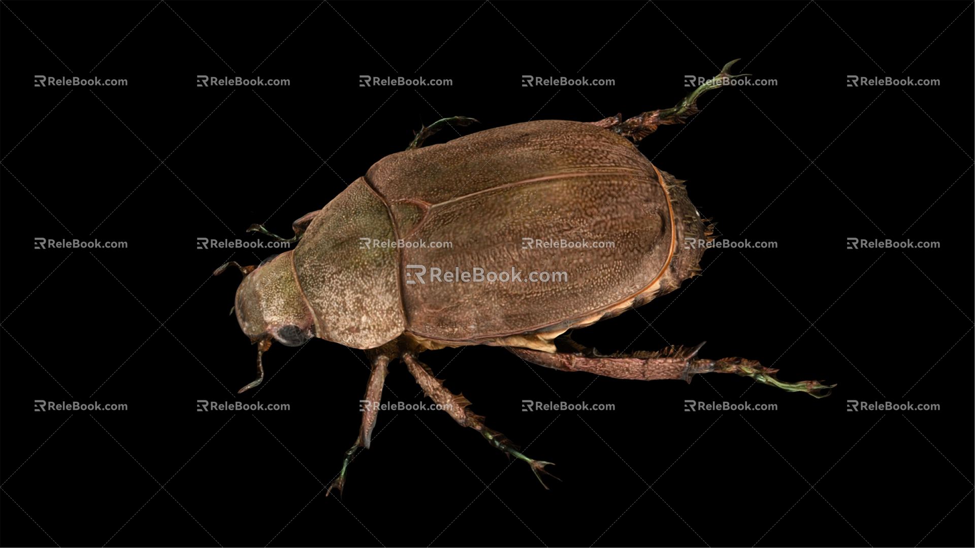 Modern Beetle 3d model