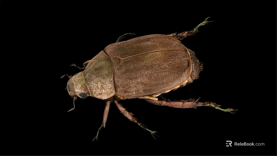 Brown Winged Flying Beetle with Hard Exoskeleton Detailed View on Black Background 3d model 