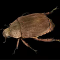 Brown Winged Flying Beetle with Hard Exoskeleton Detailed View on Black Background