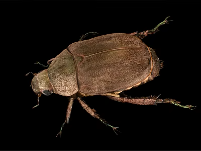 Brown Winged Flying Beetle with Hard Exoskeleton Detailed View on Black Background 3d model