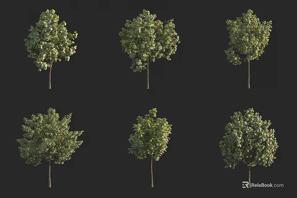 Various Arbor Trees With Different Shapes And Foliage Against Dark Background 3d model