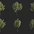Various Arbor Trees With Different Shapes And Foliage Against Dark Background 3d model