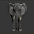 Gray Elephant with Large Ears Long Trunk White Tusks in Studio Dark Background 3d model