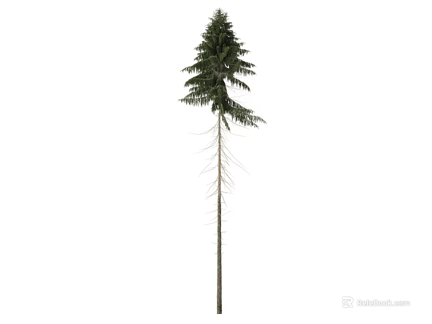 Tall Evergreen Pine Tree With Green Needles Slender Trunk And Visible Roots 3d model 