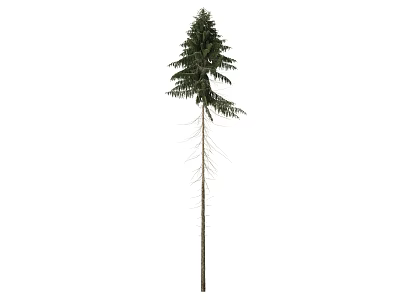 Tall Evergreen Pine Tree With Green Needles Slender Trunk And Visible Roots 3d model
