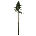 Tall Evergreen Pine Tree With Green Needles Slender Trunk And Visible Roots