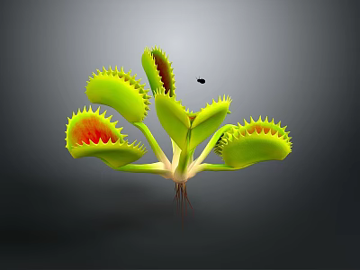 Venus Flytrap Household Plant With Green Leaves Red Interior And Pest Control Function 3d model