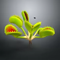 Venus Flytrap Household Plant With Green Leaves Red Interior And Pest Control Function