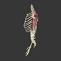 3D Human Skeleton Model Displaying Muscle Tissue Attachments On Thoracic And Arm Bones 3d model