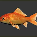 Vibrant Red And Orange Goldfish With Shimmering Fins And Reflection On Dark Background