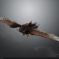 Majestic Eagle With Spreading Wings And Red White Feathers On Gray Background