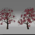 Two Beautiful Red Blossom Trees Against Gray Background With Ground Shadows