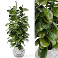 Lush Green Potted Plant With Vibrant Leaves In Ceramic Pot For Indoor Decor