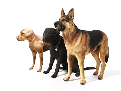 Gouzi Wolfdog Labrador 3d model Gouzi Wolfdog Labrador 3d model