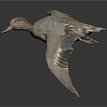Flying Duck With Brown And Gray Feathers Against Dark Background