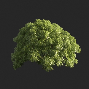 Acer claw maple red maple Acer tree 3d model