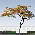 Curved Trunk Arbor With Orange Yellow Leaves Against Blue Sky White Wall Green Grass