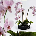 Stunning Pink Orchids In Vase With Green Leaves And Stems On Black Background