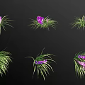 Purple Flowers And Green Grass Plants In Various Forms Displayed On Black Background