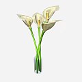 White Calla Lilies in Transparent Vase with Green Stems on White Background
