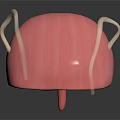 3D Anatomical Model of Human Bladder Showing Ureter and Urethra Structure
