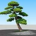 Pine Tree with Curved Trunk Lush Green Foliage on Stone Slab Ground and Grass Patch