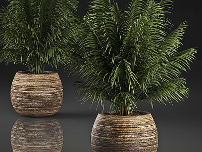 Lush Green Palm Potted Plants With Woven Brown Pots On Reflective Surface 3d model