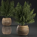 Lush Green Palm Potted Plants With Woven Brown Pots On Reflective Surface