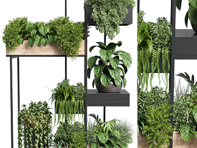 Lush Various Potted Plants Arrangement On Multi tiered Metal And Wooden Shelves Indoor 3d model