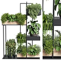 Lush Various Potted Plants Arrangement On Multi tiered Metal And Wooden Shelves Indoor